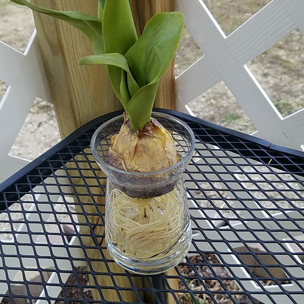 Spring Flower & Vase - Picture 3 of 4
